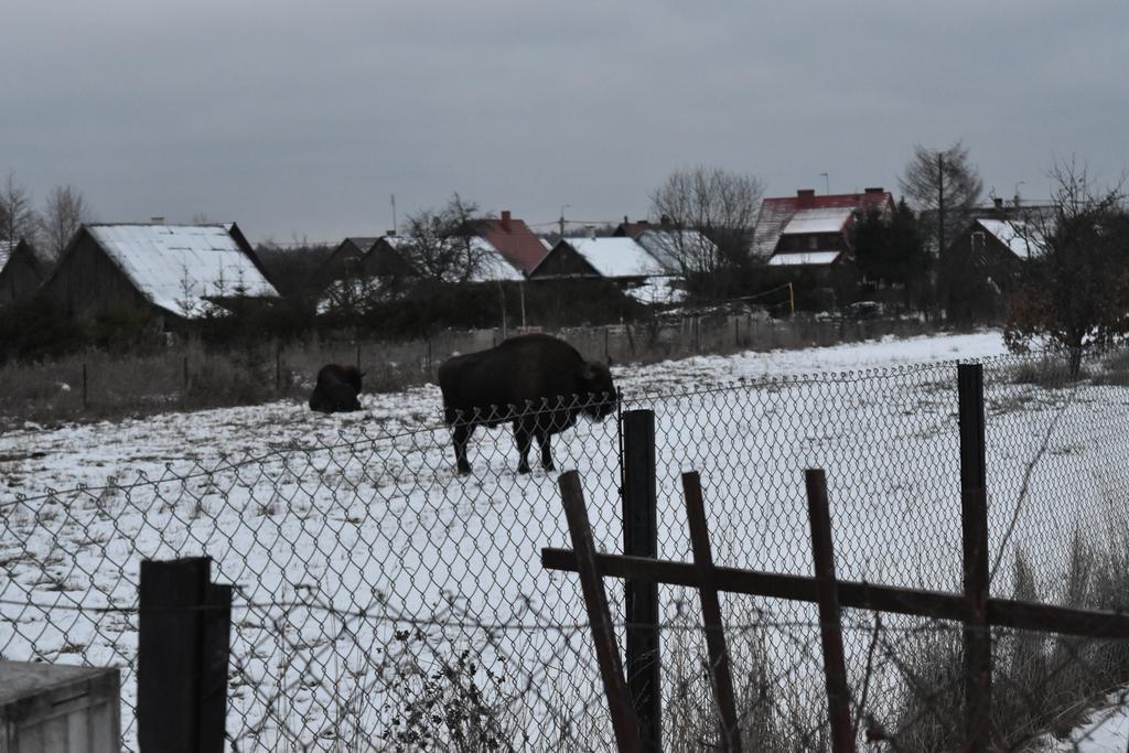 Domek Jaskolka Białowieża Kültér fotó