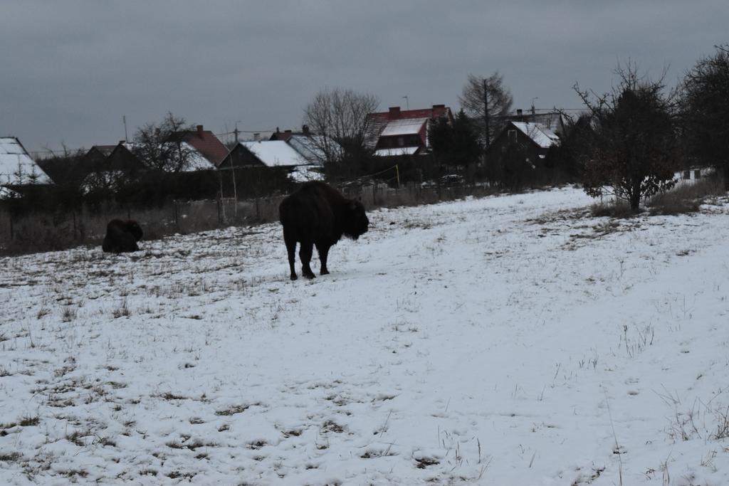 Domek Jaskolka Białowieża Kültér fotó